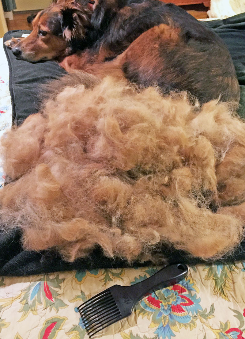 Dixie the dog with a huge pile of combed out fur