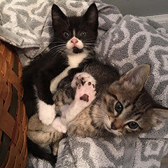 Two cuddling kittens at Forever Home Feline Ranch