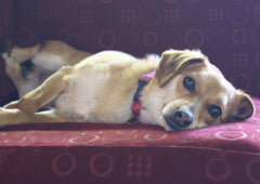 corgi dachshund Chihuahua dog