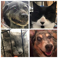 hospice hearts old dogs and cats rescue