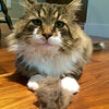 long-haired cat with furball