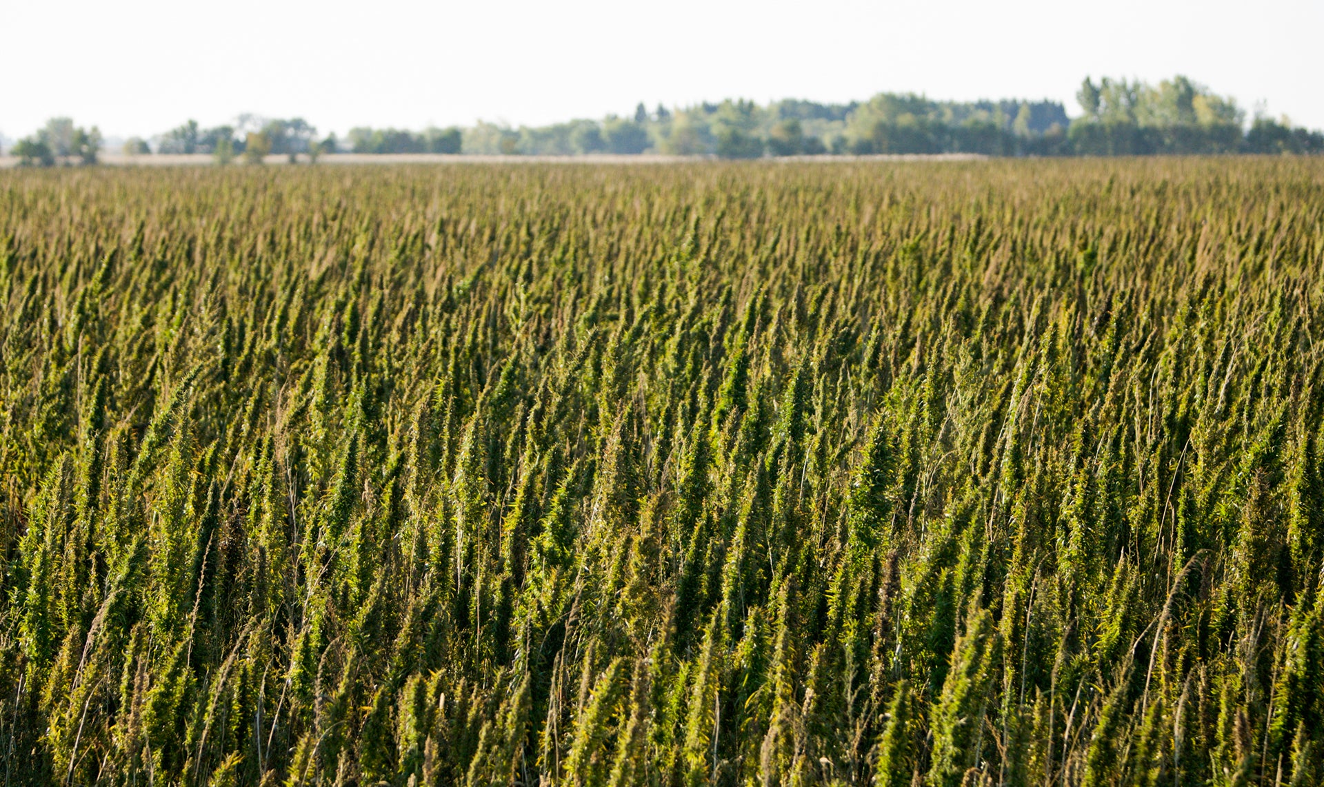 Hemp field cultivated for Oil, Fiber, and seed.