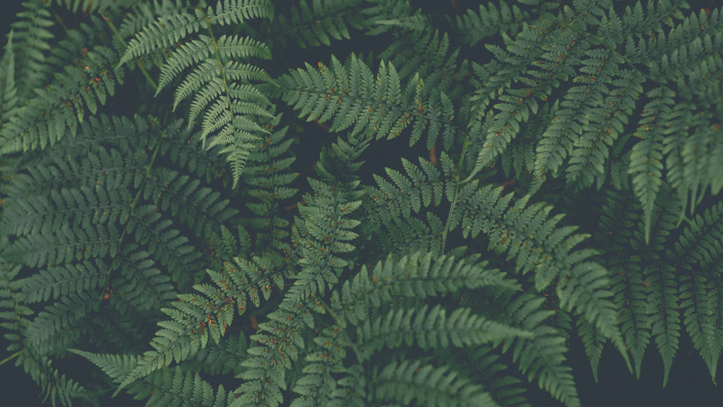 Ferns from Roan Mountain