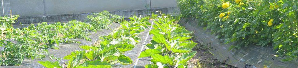 plastic mulch and drip irrigation system
