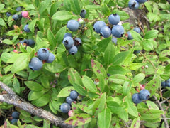 Berry Bushes