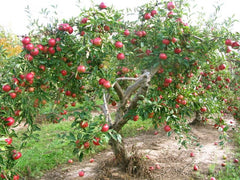 Fruit Trees