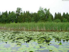 Aquatic Wetland Plants