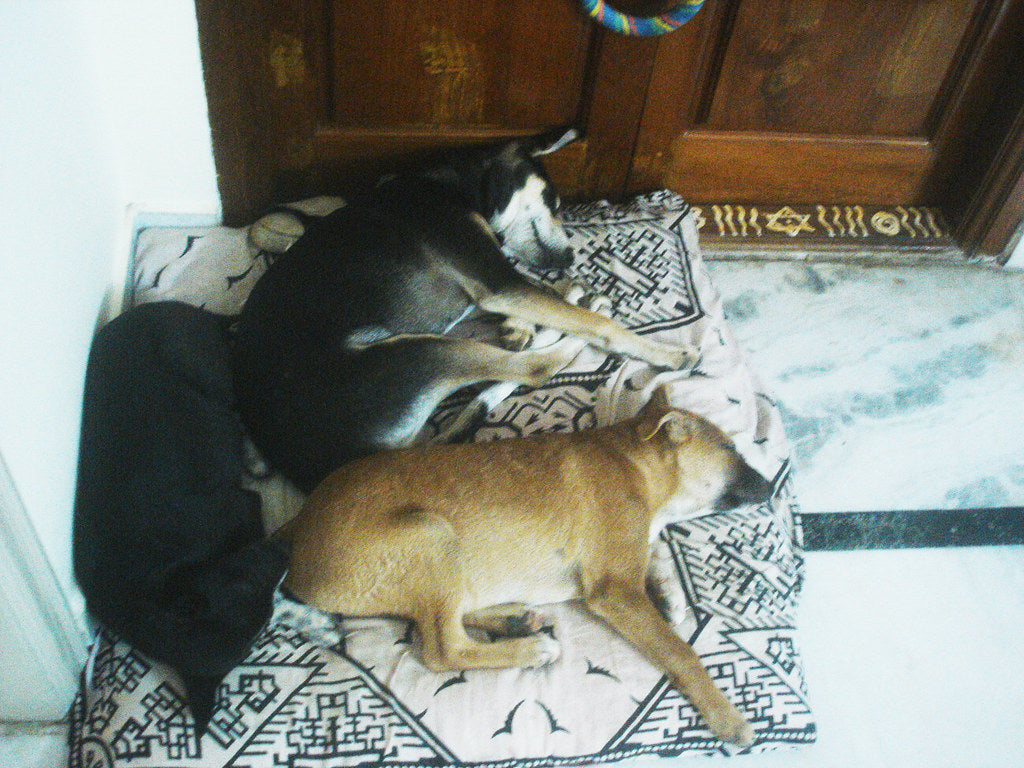 Dash, Bolt and Sox, sleeping