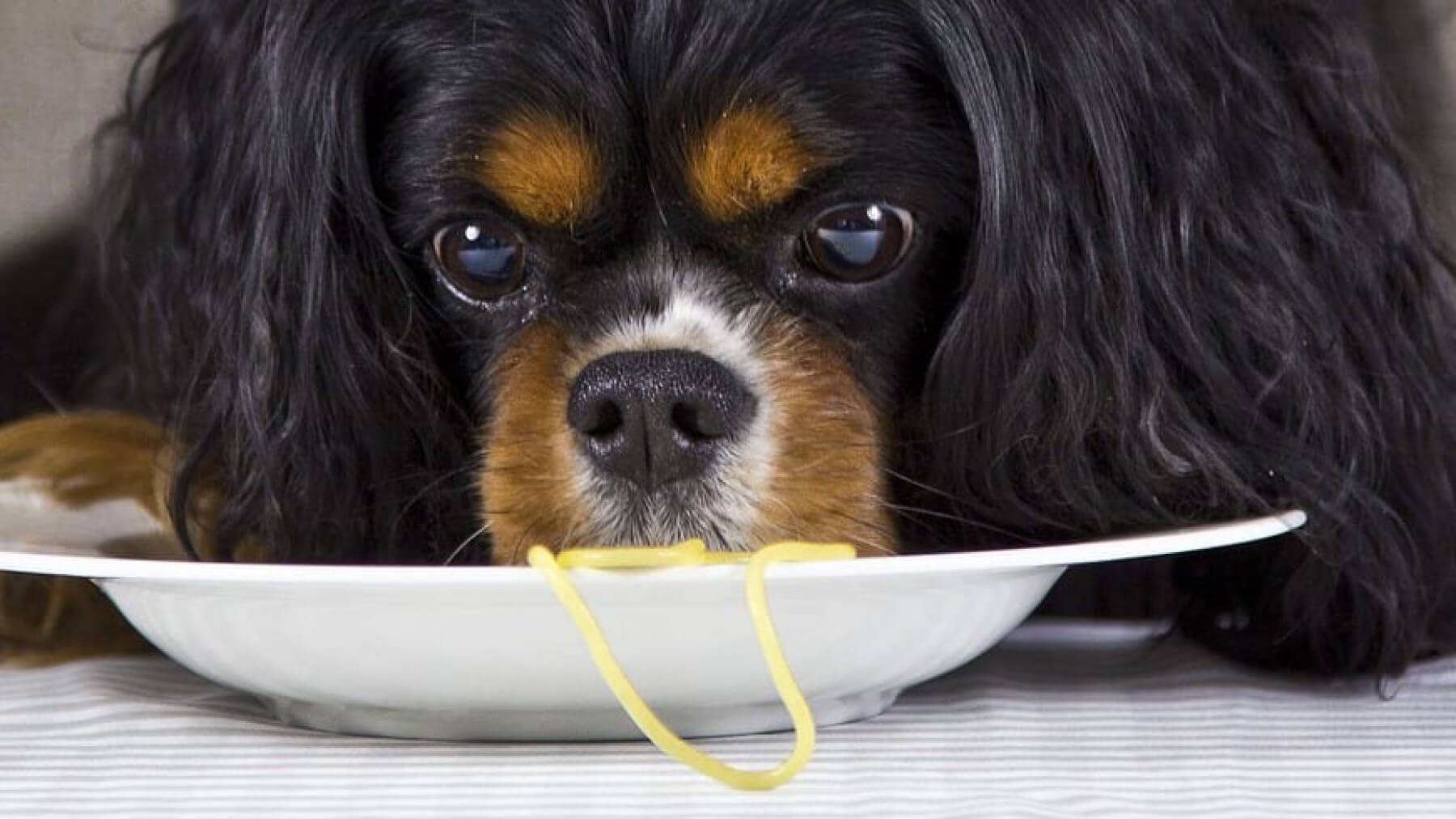 Mechanics controller Underholde Geeignete Lebensmittel für Hunde – Kohlenhydrate – VEGDOG SHOP