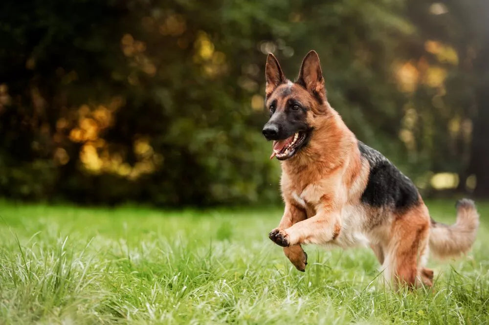 are bananas good for german shepherds