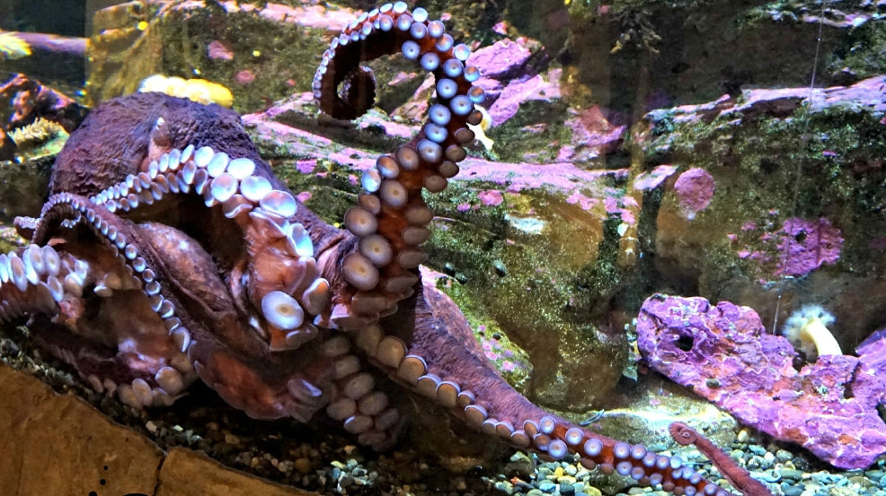 kong octopus