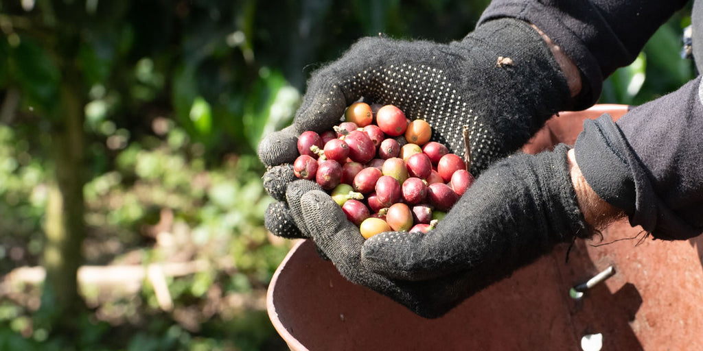 Single Origin Coffees What They Are and Why You Should Try Them