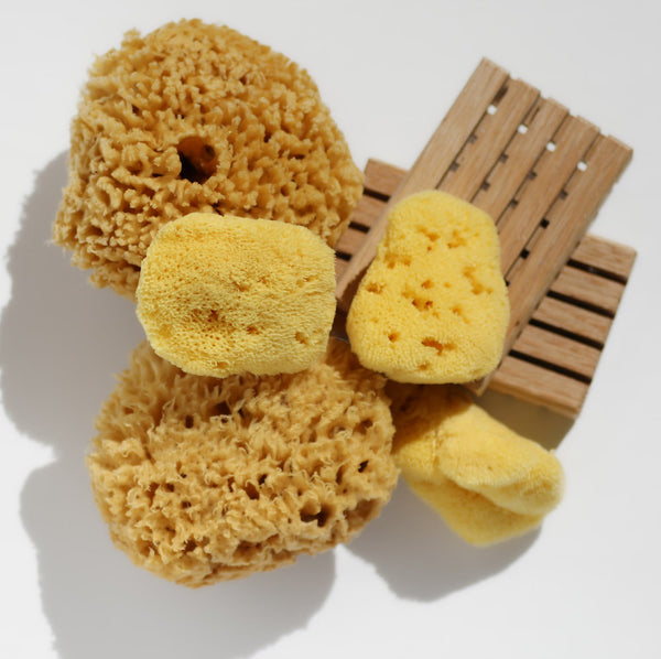 Natural Body Brown Honeycomb Sea Sponge - 12/14 gr - Cose della Natura