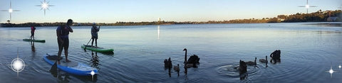 Swans Paddle Boarding