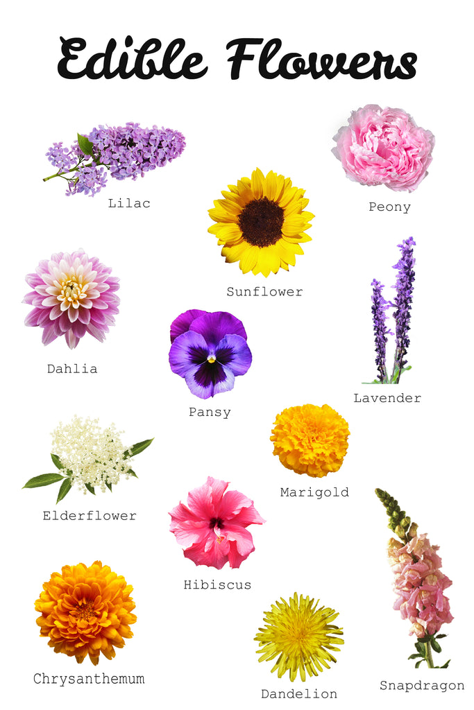 Edible Flowers Guide
