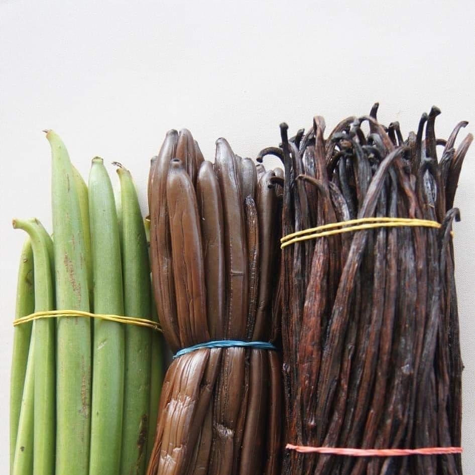 How Are Vanilla Beans Cured & What are the Different curing Methods