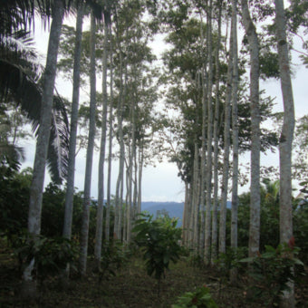 trees in Peru