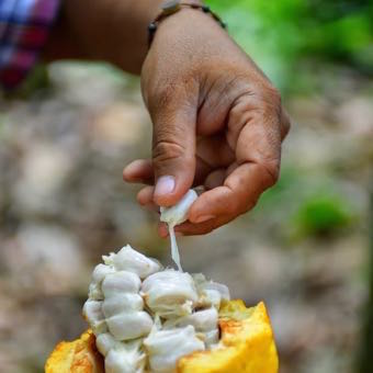 raw cacao bean pod 