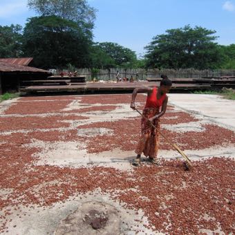 drying cacao beans