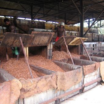 cacao beans in bins