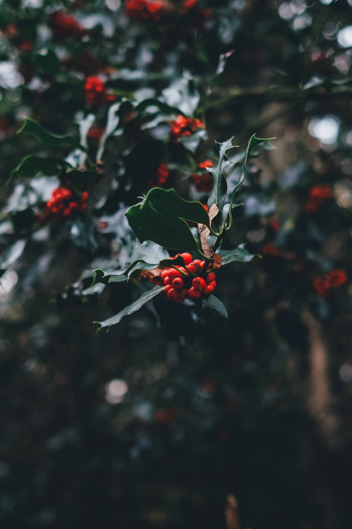 Happy-Holidays-Mistletoe