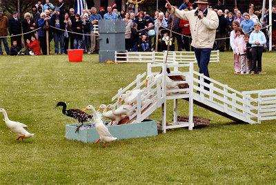 Drakes of Hazzard at Wensleydale Show