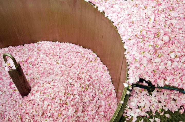 Rose Harvest in Grasse, France