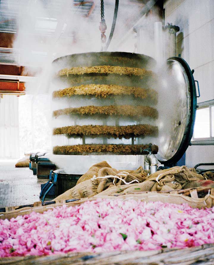 Rose petals in a production facility, Grasse, France