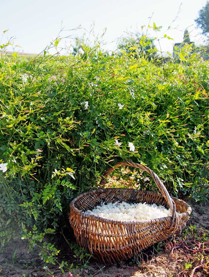 jasmine harvest in Grasse, France