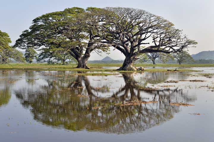 Trees in lake Tissa Wewa, Sri Lanka