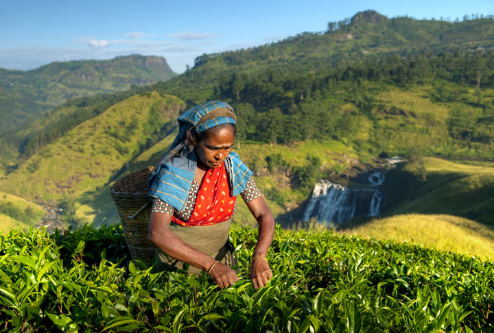 Indigenous Sri Lankan Tea Picker