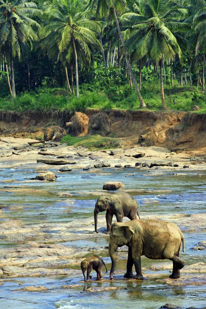 Family of Indian elephants in Yala National Park, Sri Lanka