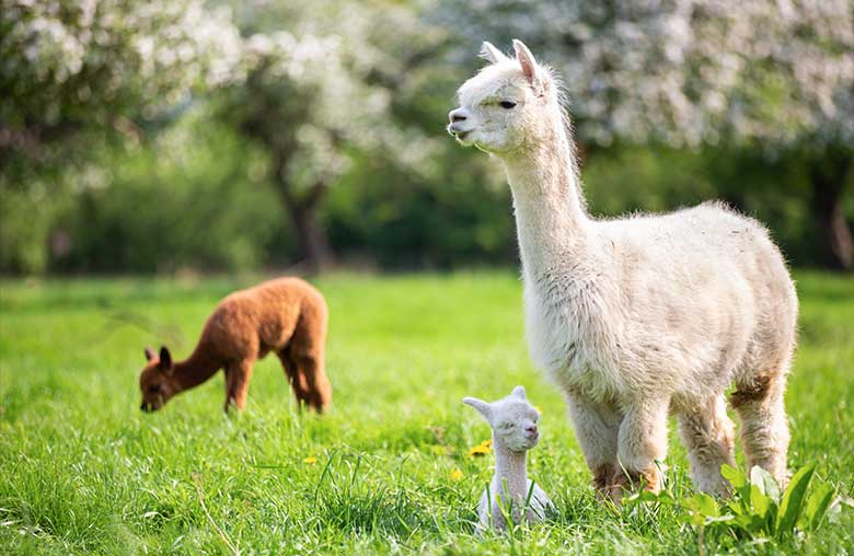 Alpaca