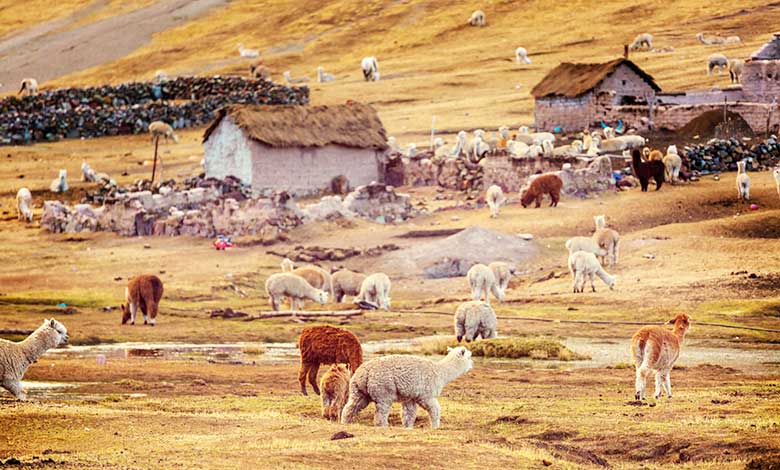 Alpaca in Peru