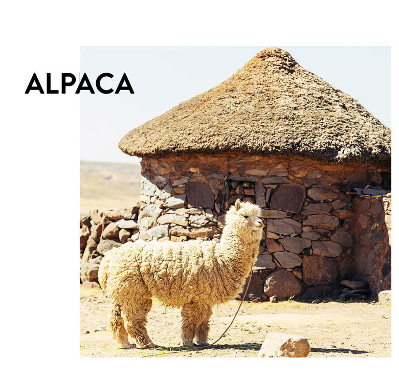 Alpaca