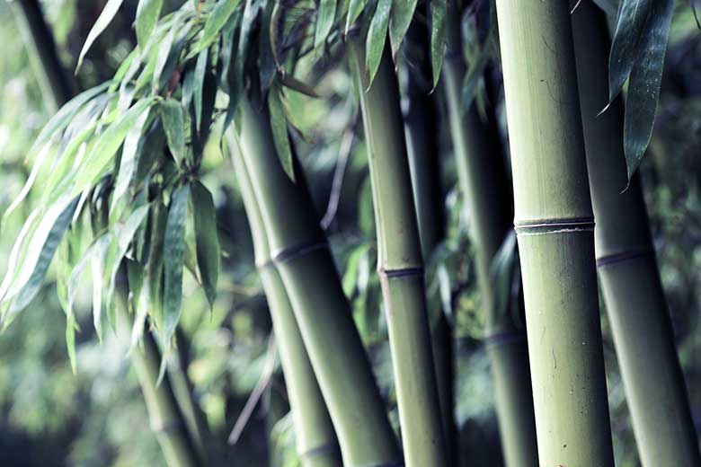 The most renewable materials: Bamboo