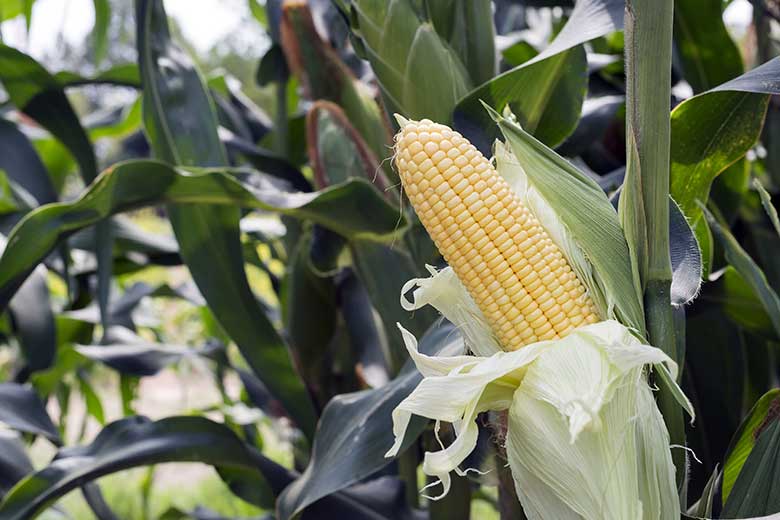 The most renewable material: Corn