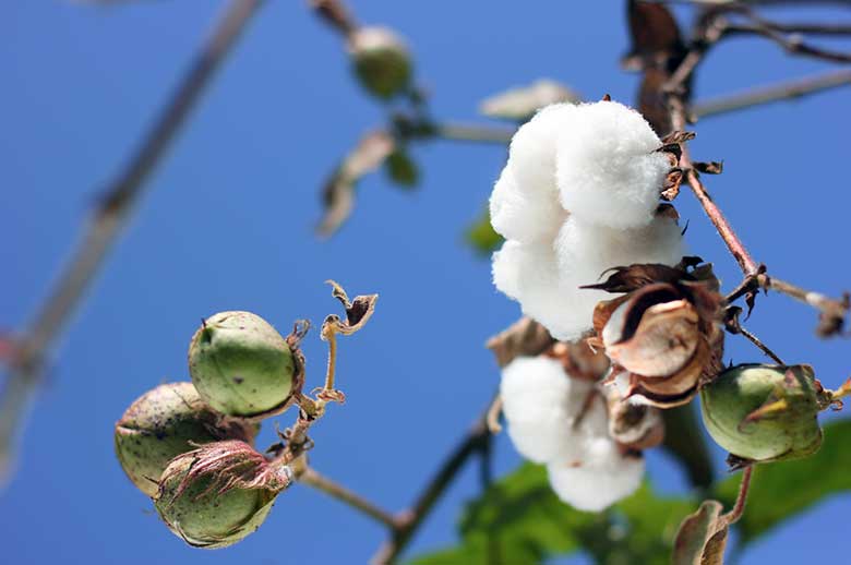 The most renewable materials: Cotton