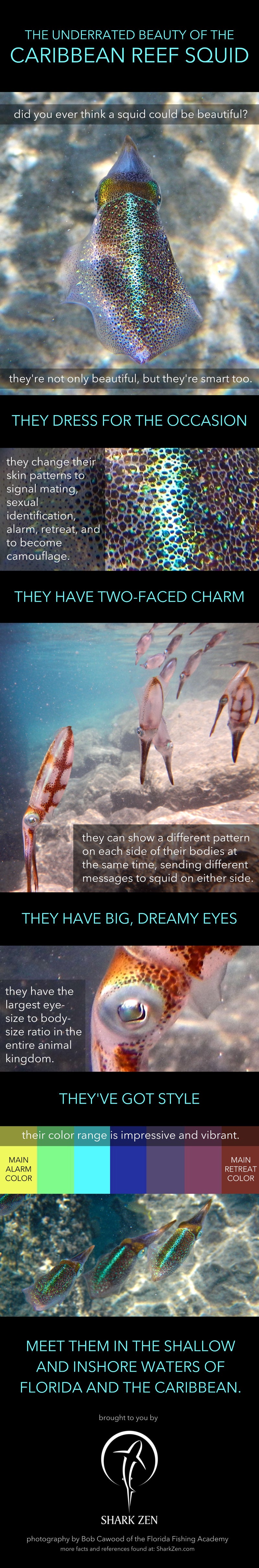 Caribbean Reef Squid Facts & Anatomy Infographic