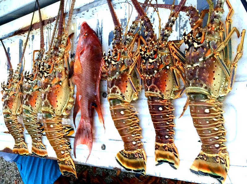 Florida Lobstering Tips By The Experts - Keys Mini Season Spiny Advice