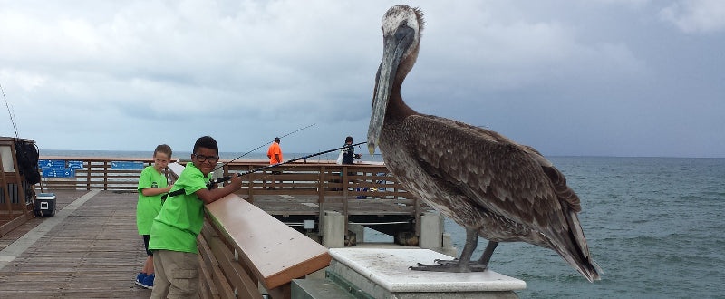 pelican visits kids while pier fishing with shark zen