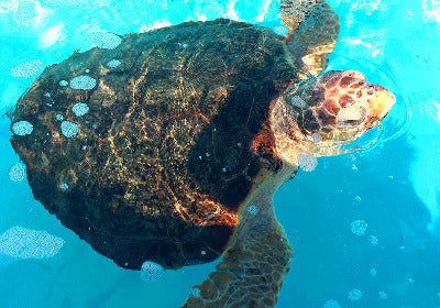 loggerhead sea turtle photograph