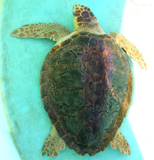 loggerhead sea turtle marine life center - jupiter
