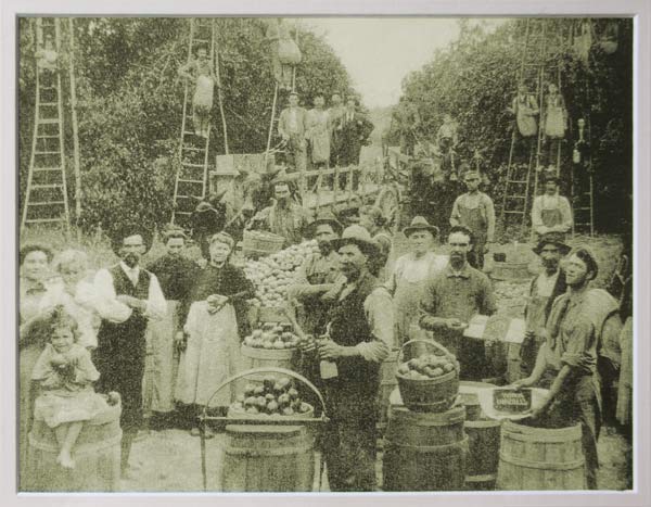 historical apple picking social