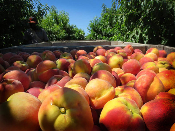 peaches from Taylor's Farms