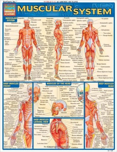 University Pictures Of Muscular System 74