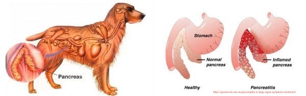 can a dog live without a pancreas