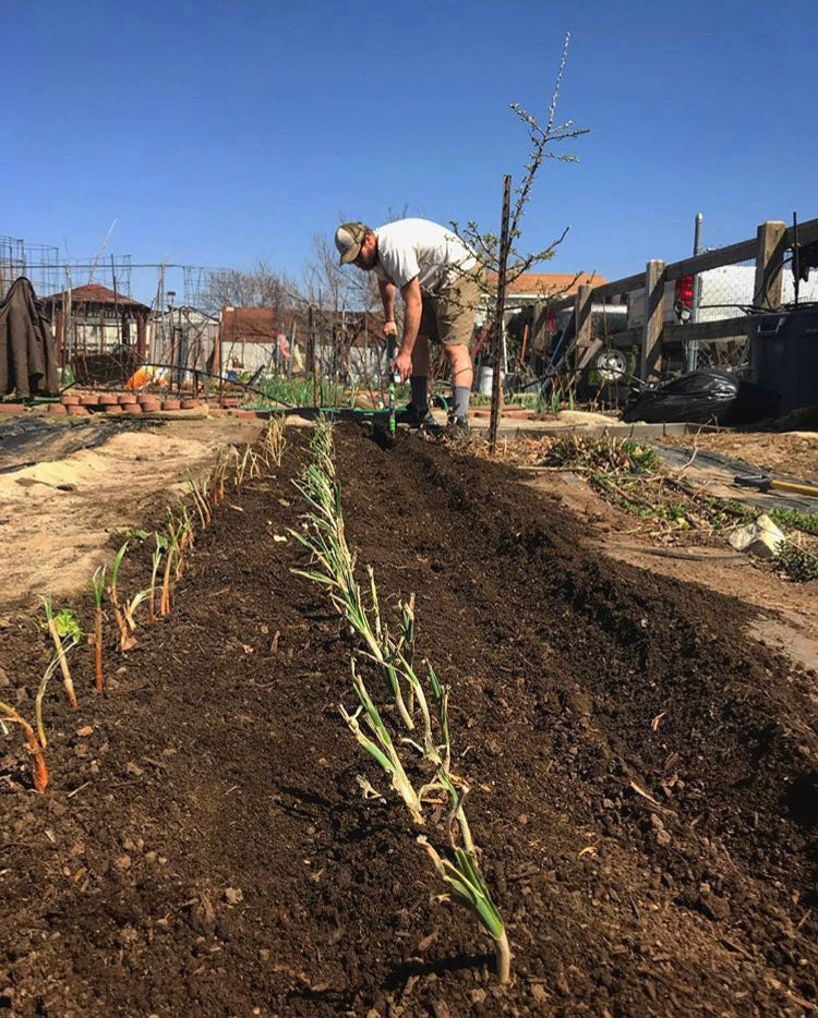 man planting onions