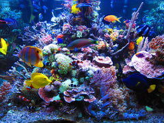 Gorgeous Reef Aquarium