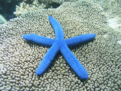 Blue Linckia On Coral